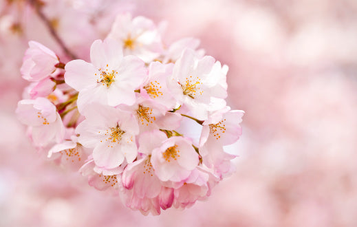 Japanese Cherry Blossom Cash Candle 31oz